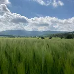 Bei Der Purpurbuche バート・ハルツブルク
